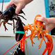 Illustration for article titled A rare orange lobster turns up at a Cape Cod seafood joint